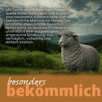 Dogspot - Daily Lamb