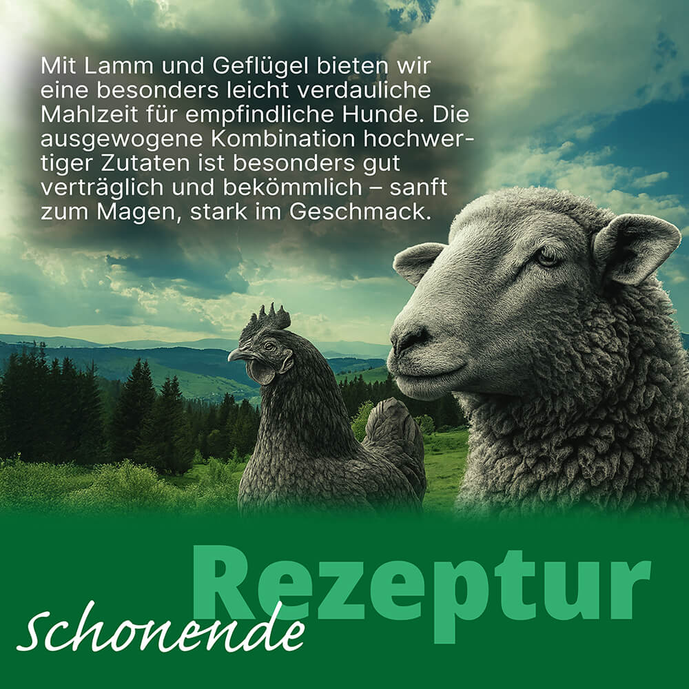 Dogspot - Daily Harmony